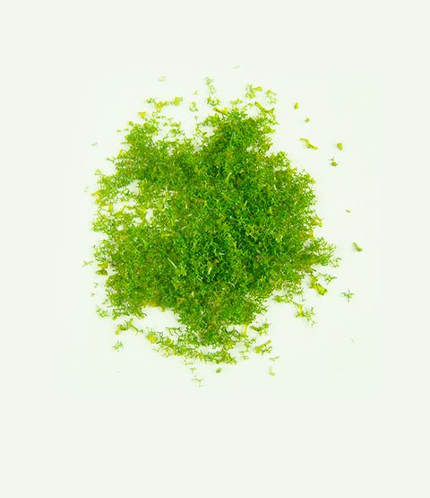 Grass - DIY-00093